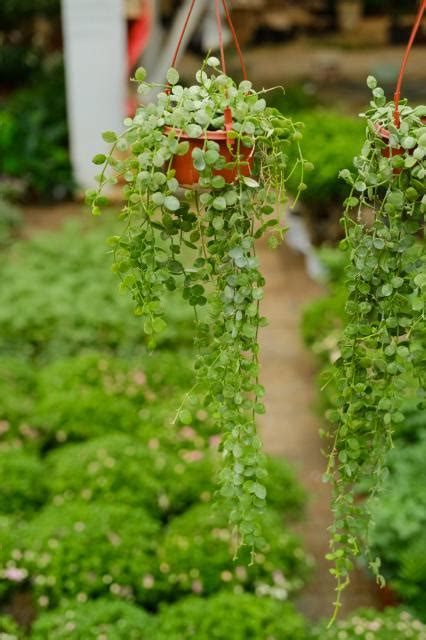 串錢藤水培|串錢藤好養嗎？認識懸垂賞葉植物「串錢藤」，新手也能輕鬆養活。